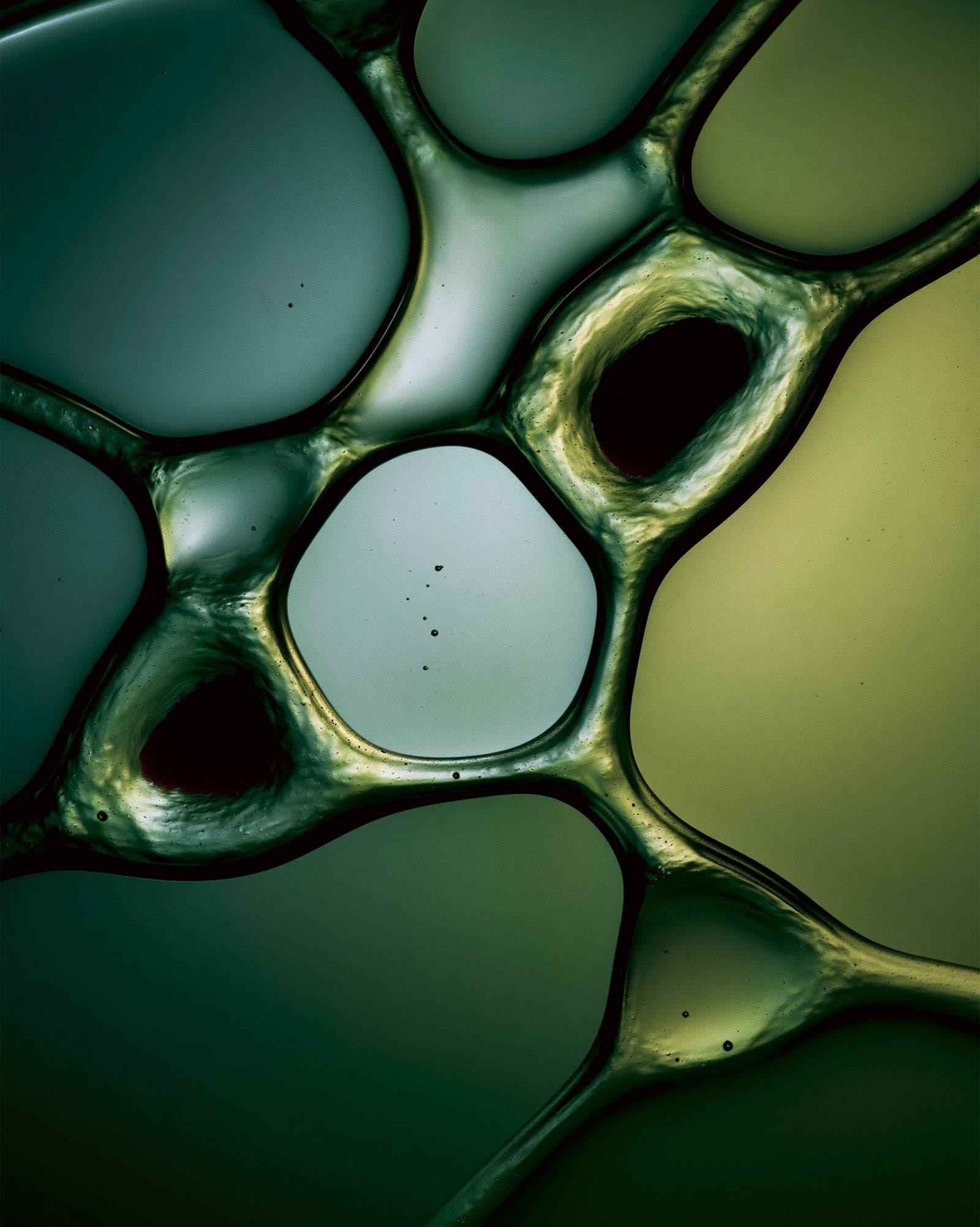 Macro photograph of translucent organic cell-like structures